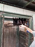 Mega-bats