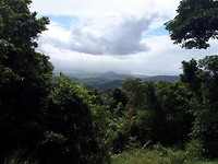 Daintree