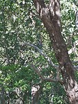 Koala on the Forts walk