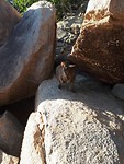 Wallaby!