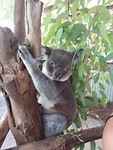 Koala Thor