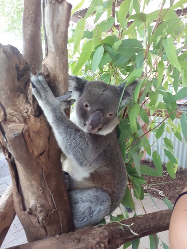 Koala Thor