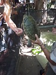 Turtles!