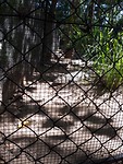 Saltwater crocodile