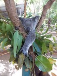 Baby koala Cody