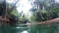 Dobberen in Daintree Rainforest