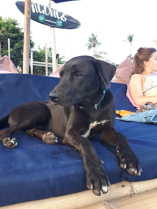 Doggo at the beach!