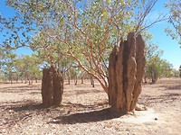 Termietenheuvels in de Top End