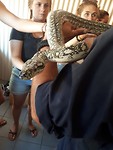 Python at one of the roadhouses