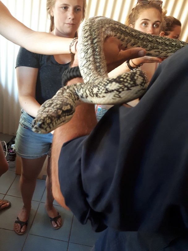 Python at one of the roadhouses
