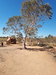 Acacia tree