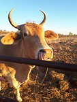 Cow Betty