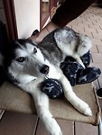 Doggo!