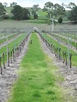 Kangaroo in the winefields!