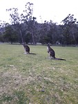 More kangaroos!