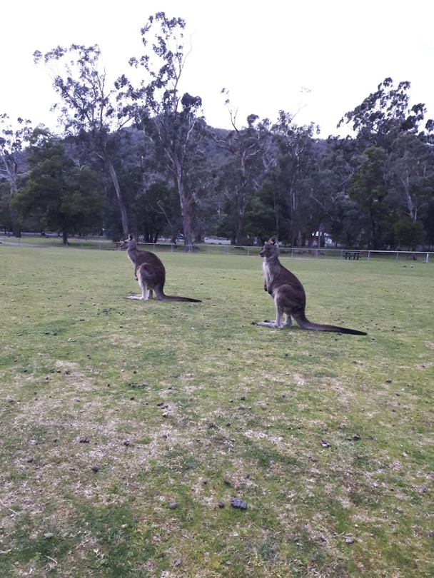 More kangaroos!