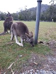 Kangoos!
