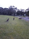 Kangaroos!