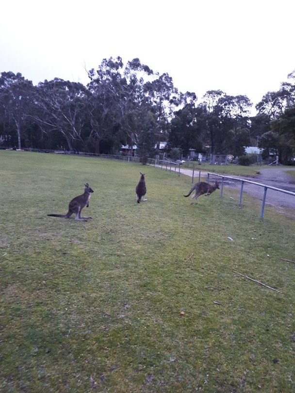 Kangaroos!