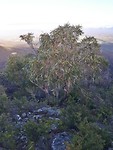 Mirrangatwa hike; on top of the world!