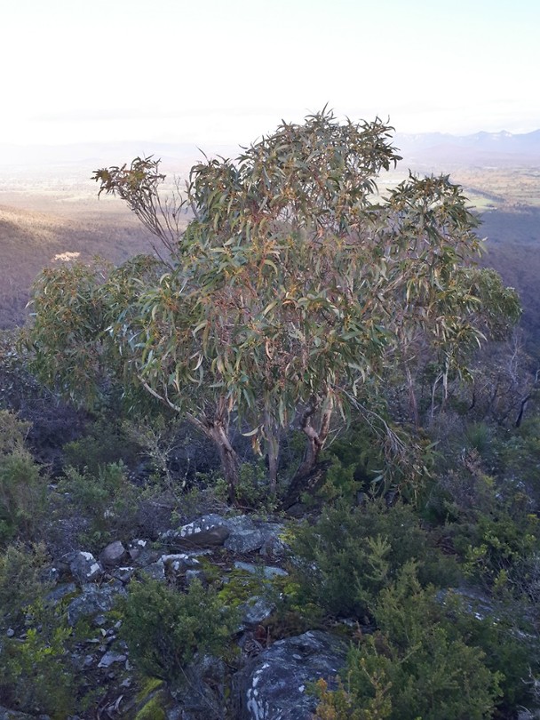 Mirrangatwa hike; on top of the world!