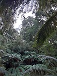 So many ancient trees...