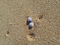 Just some shells...