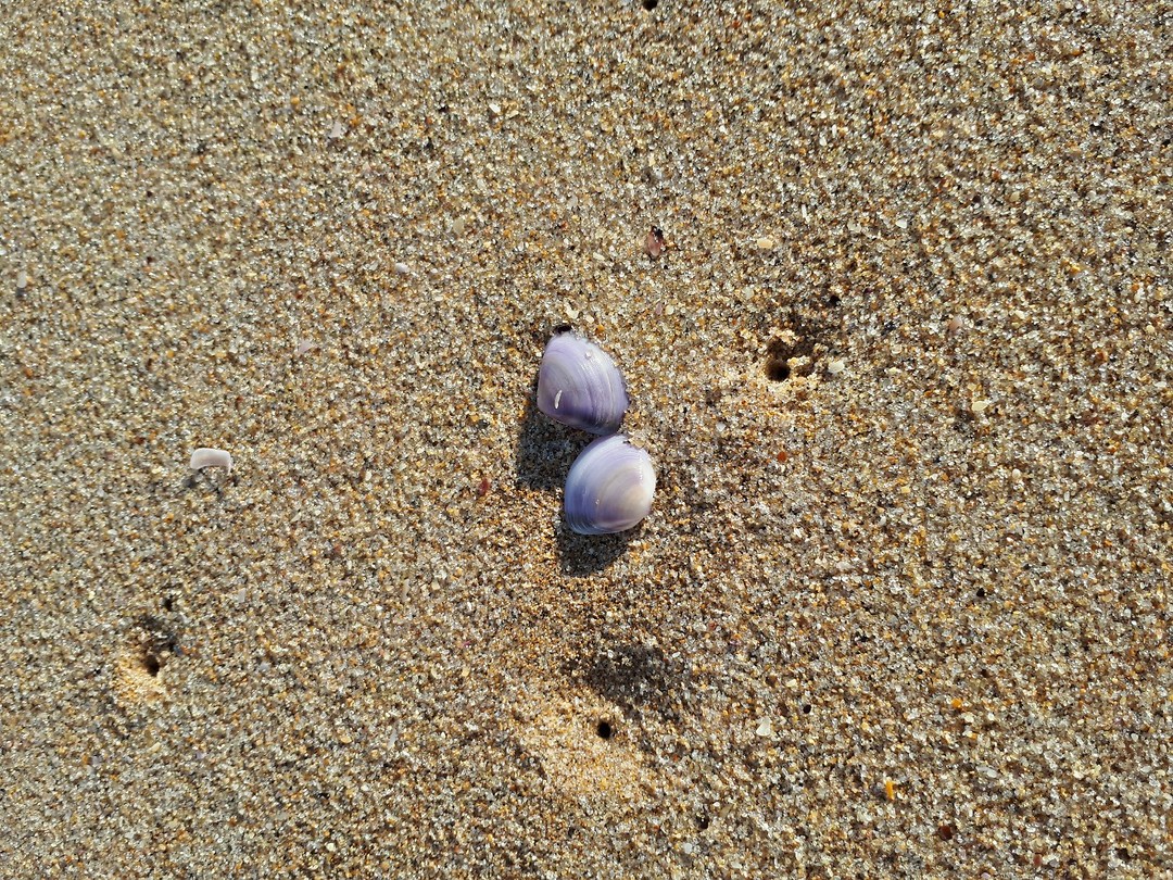 Just some shells...
