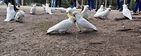 Cockatoo love!