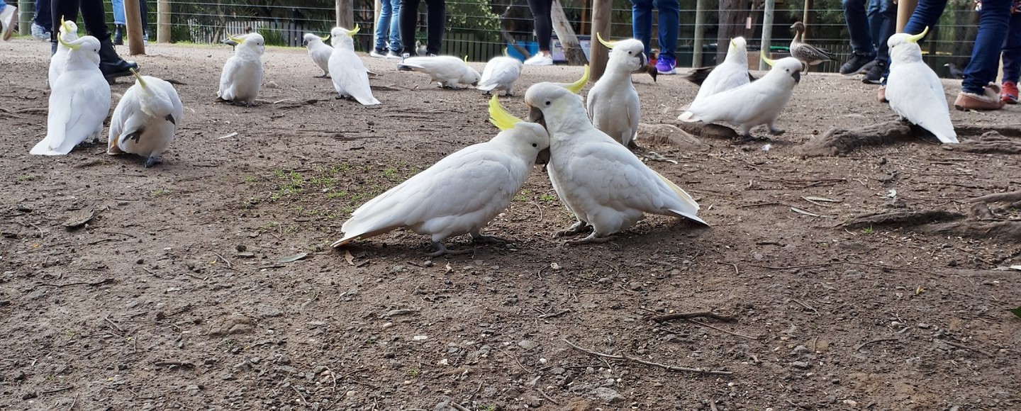 Cockatoo love!