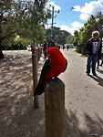 Parrots everywhere!