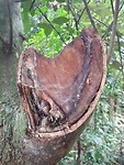 Snail on a tree!