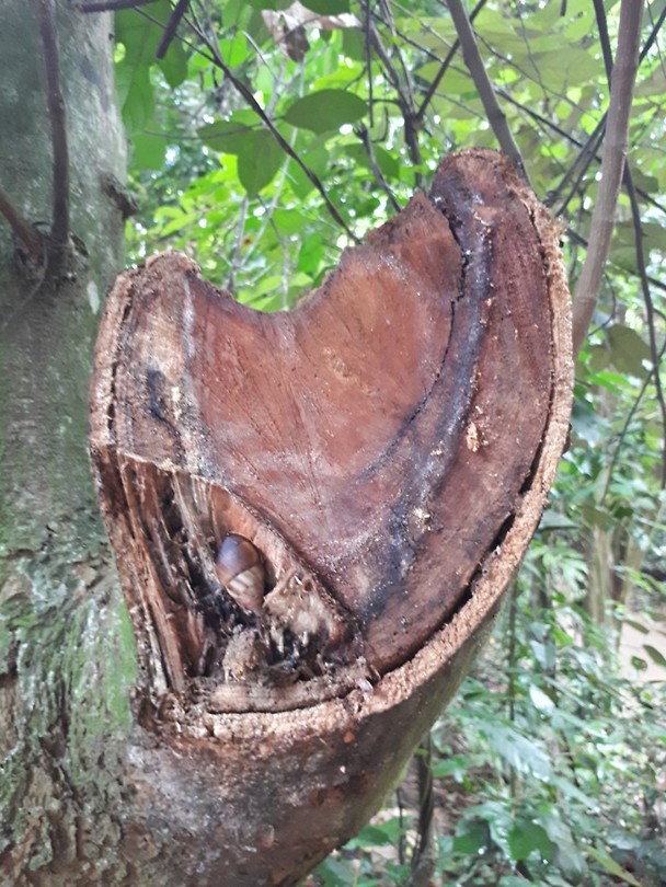 Snail on a tree!