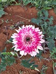 Flowerfarm