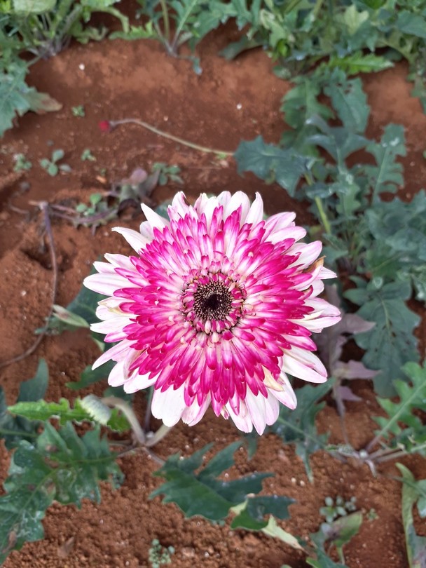 Flowerfarm