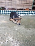 Mom-dog