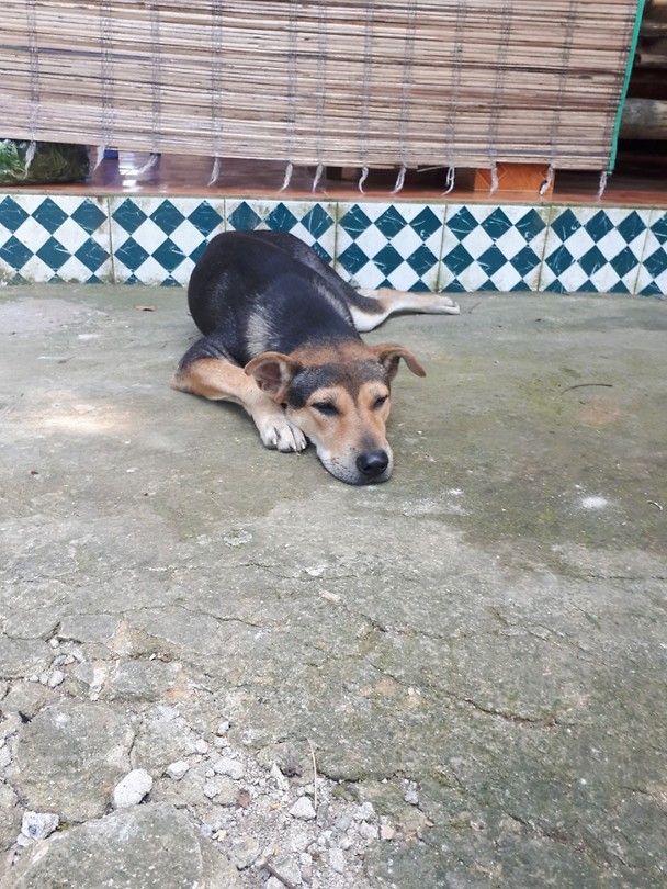 Mom-dog
