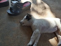 Exhausted puppy...