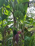 Banana plant