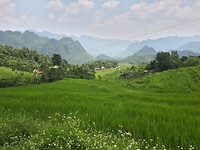 Ricefields