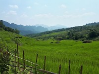 Rice paddies