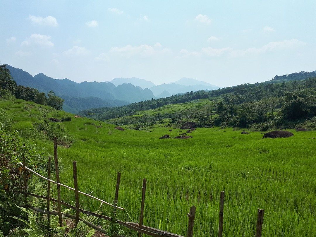 Rice paddies