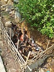 Duck farm