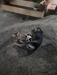 Puppies!