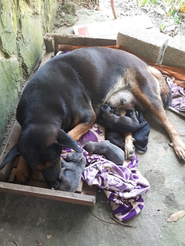 More puppies!