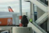 Roofvogel