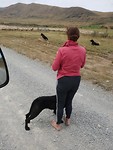 De hond hield mij tegen bij het schapen drijven.