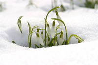 Krokus