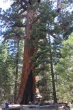 Giant Grizly, Sequoia, 1800 jaar oud