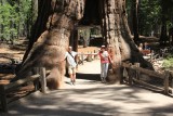 California Tunnel Tree, Sequoia
